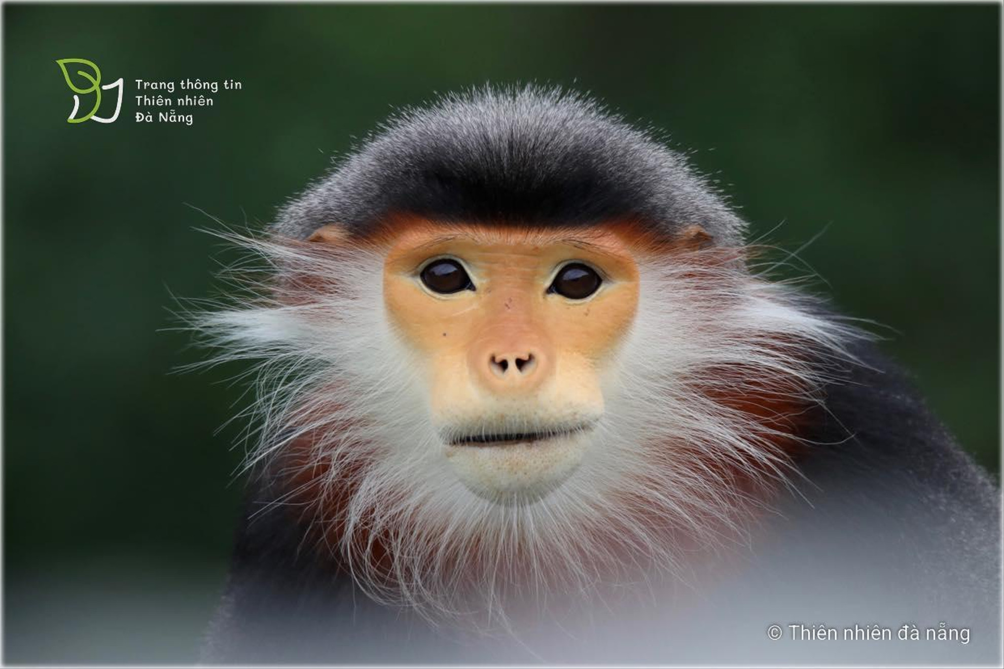 nhung-khoanh-khac-dep-ve-loai-vooc-tai-son-tra