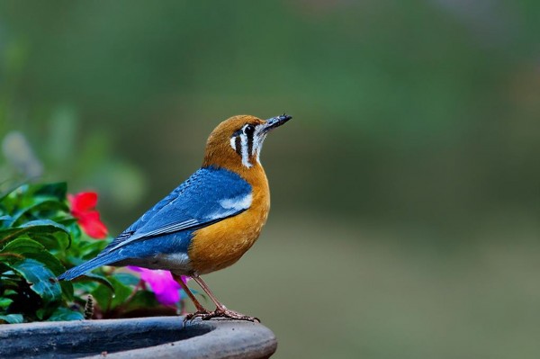 Tài liệu hướng dẫn tham quan Sơn Trà